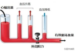 心輸出量的控制