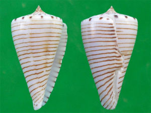 平瀨芋螺
