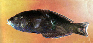 蠕紋阿南魚