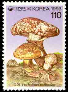 Pleurotus ostreatus Kummer