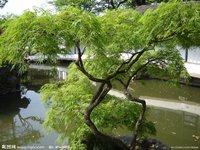 園林植物