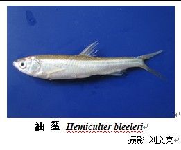 斑尾復蝦虎魚