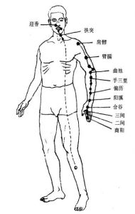 手陽明大腸經