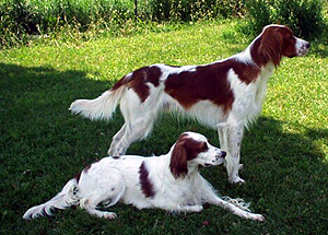 愛爾蘭紅白雪達犬Irish Red-and-white Setter