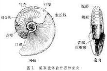 菊石