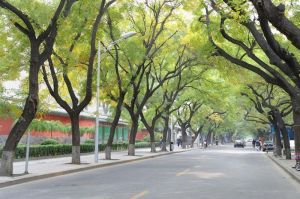 北京街道[遼寧省大連市西崗區北京街道]