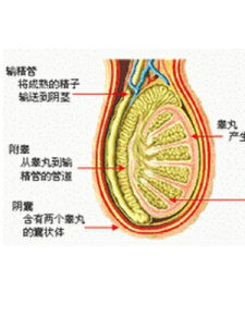 陰囊潮濕