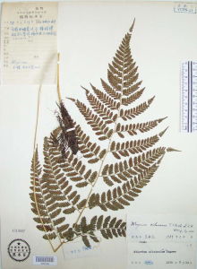 Athyrium xichouense Y. T. Hsieh et Z. R. Wang