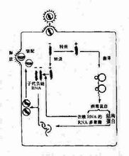 負鏈RNA病毒複製的主要步驟