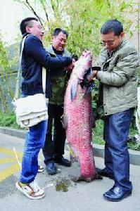 金牛湖青魚王