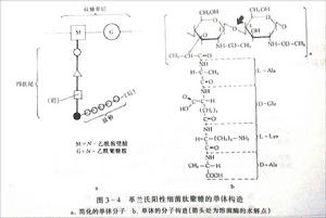 革蘭氏陽性細菌