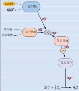 需氧脫氫酶