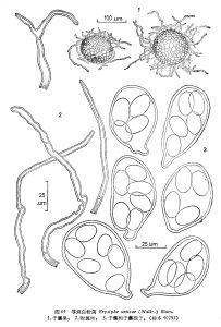 蕁麻白粉菌