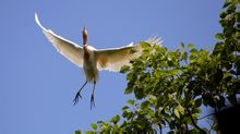 江口鳥洲