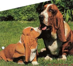 Basset Hound