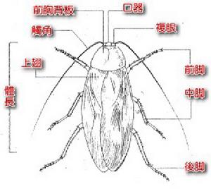 蜚蠊目