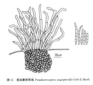 蓮座蕨假尾孢
