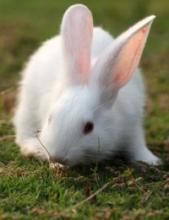 日本大耳白兔