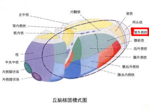 攝食中樞位置示意圖