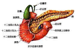 肝胰壺腹