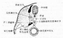 交感神經興奮