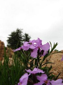 離子芥屬