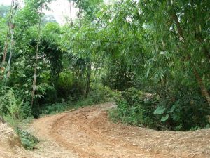 文運河自然村