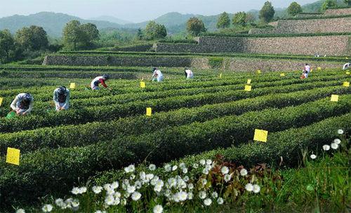 舒城縣茶園