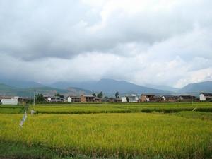 北大樹屯村