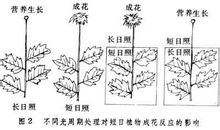 光周期示意圖