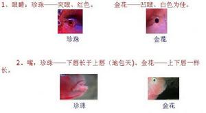 珍珠和金花羅漢鑑別方法