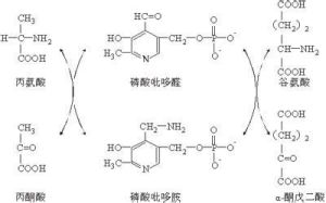 腺苷酸脫氨酶