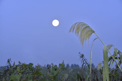 安徽三汊河國家濕地公園