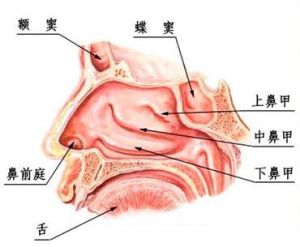 過敏性鼻炎