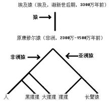 猿猴的種系發生