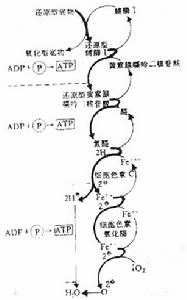 維生素B2缺乏病