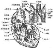 主動脈結