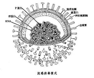 血凝素