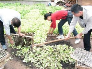 散旦鄉漢營村