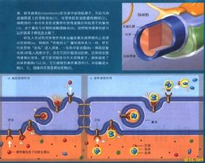 多發性硬化