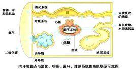 人體內環境