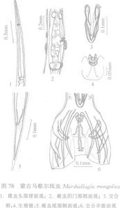 蒙古馬歇爾線蟲