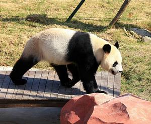 鹽城大豐港動物園大熊貓館1高清大圖