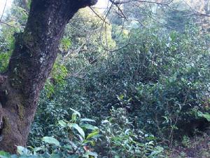 石頭一隊村生態茶園