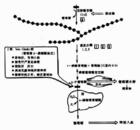 糖原貯積病Ⅱ型