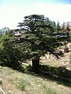 Cedrus libani by Bobjudge 3.jpg