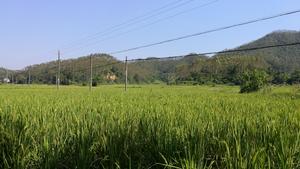 美沙村六沙片樟木根隊（夏天）