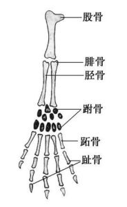 五趾型附肢