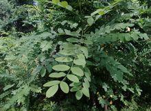 葉[高等植物營養器官]