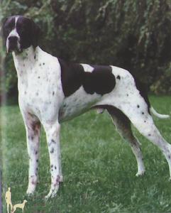 Pointer (dog breed)